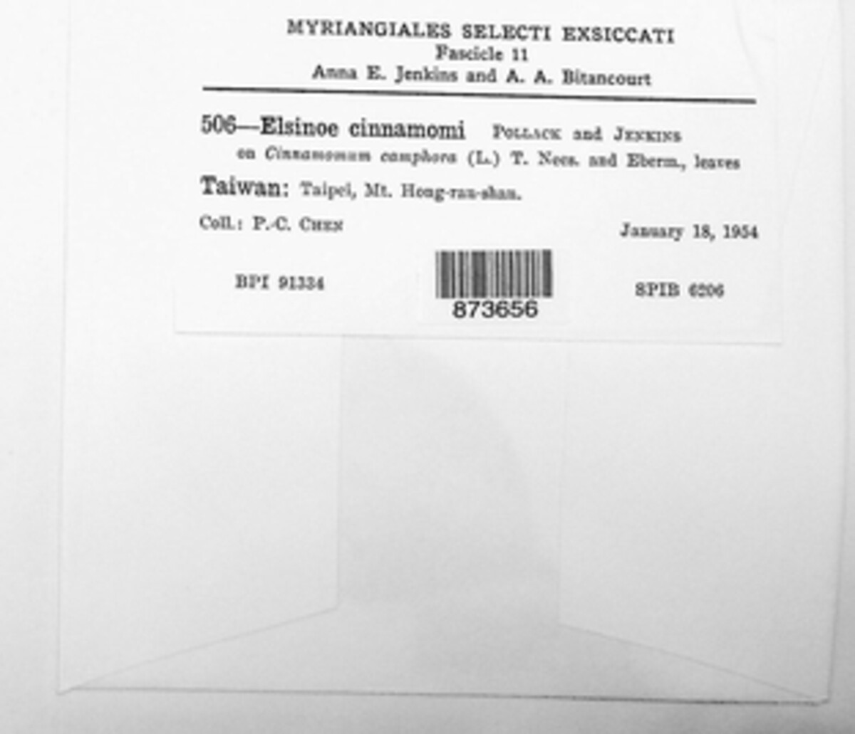 Elsinoe cinnamomi image